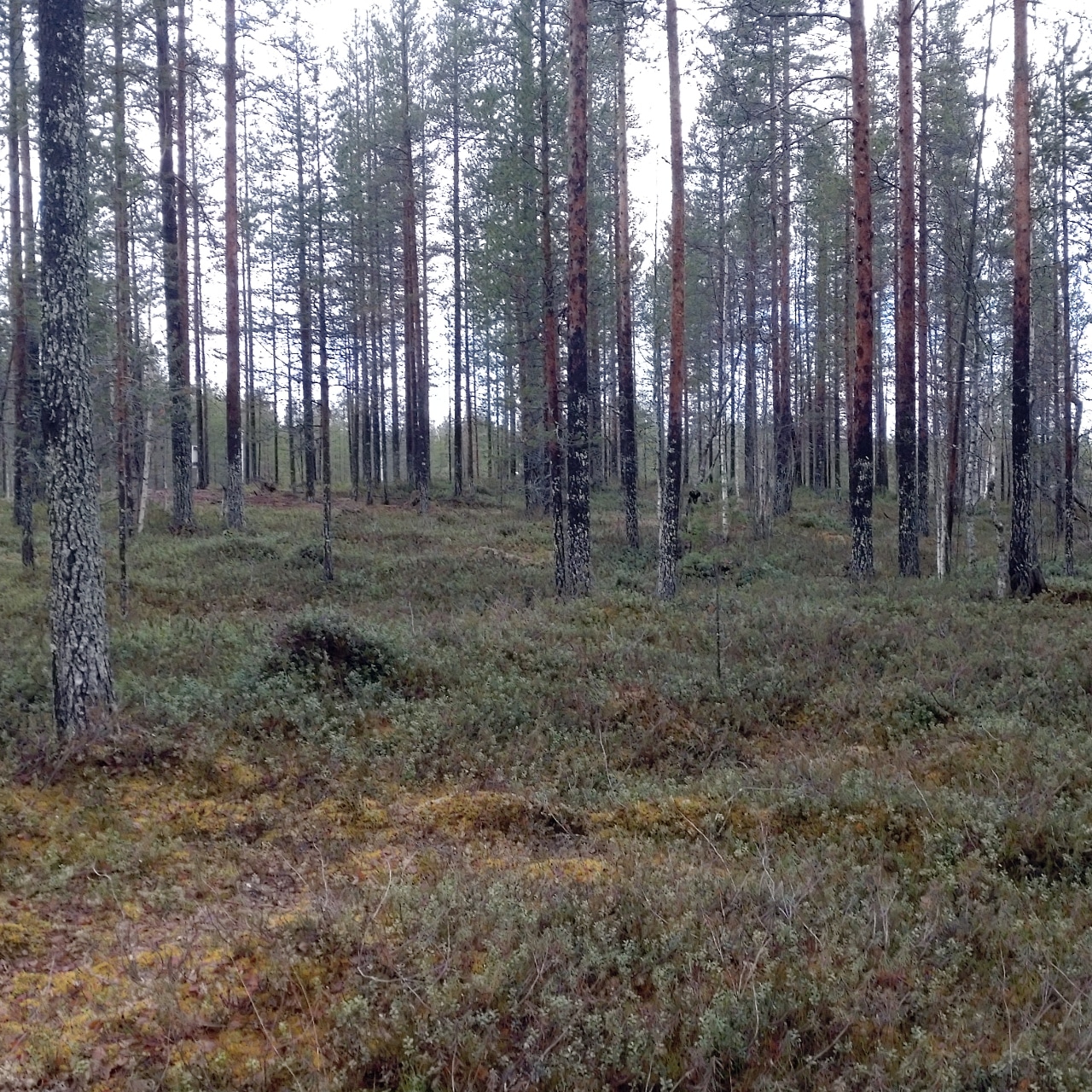 Varvikkokadun korttelialue 1139, tontti 3.