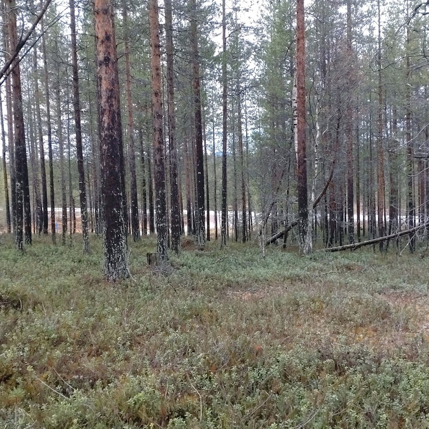 Varvikkokatu, korttelialue 1139, tontti 5.