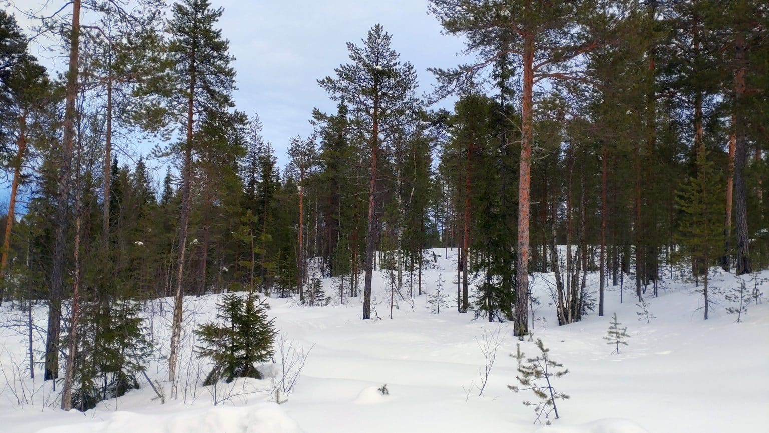 Kortteleittain myytävät2